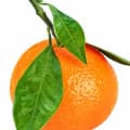 Mandarina verde