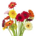 Notas florales