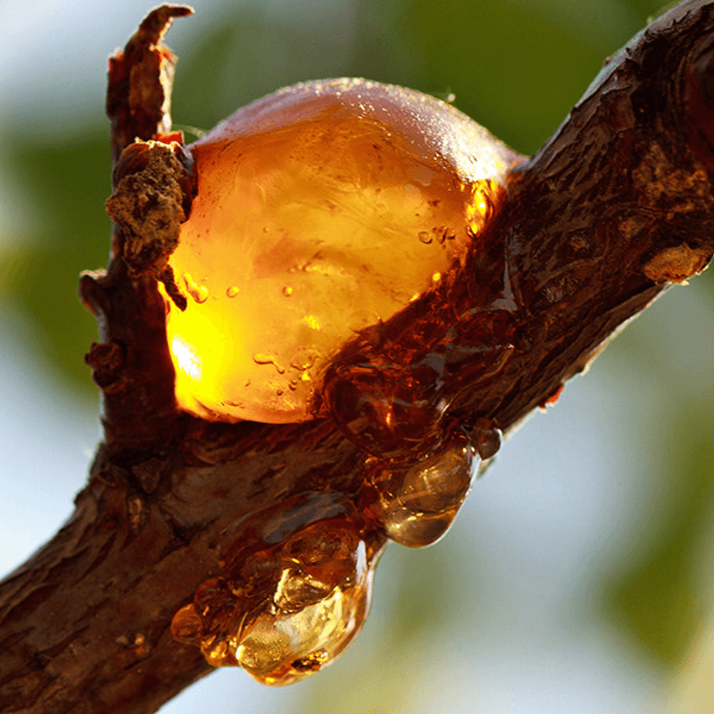 Amberwood