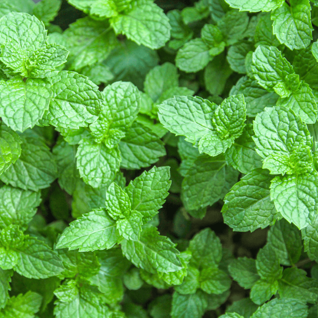 Menta