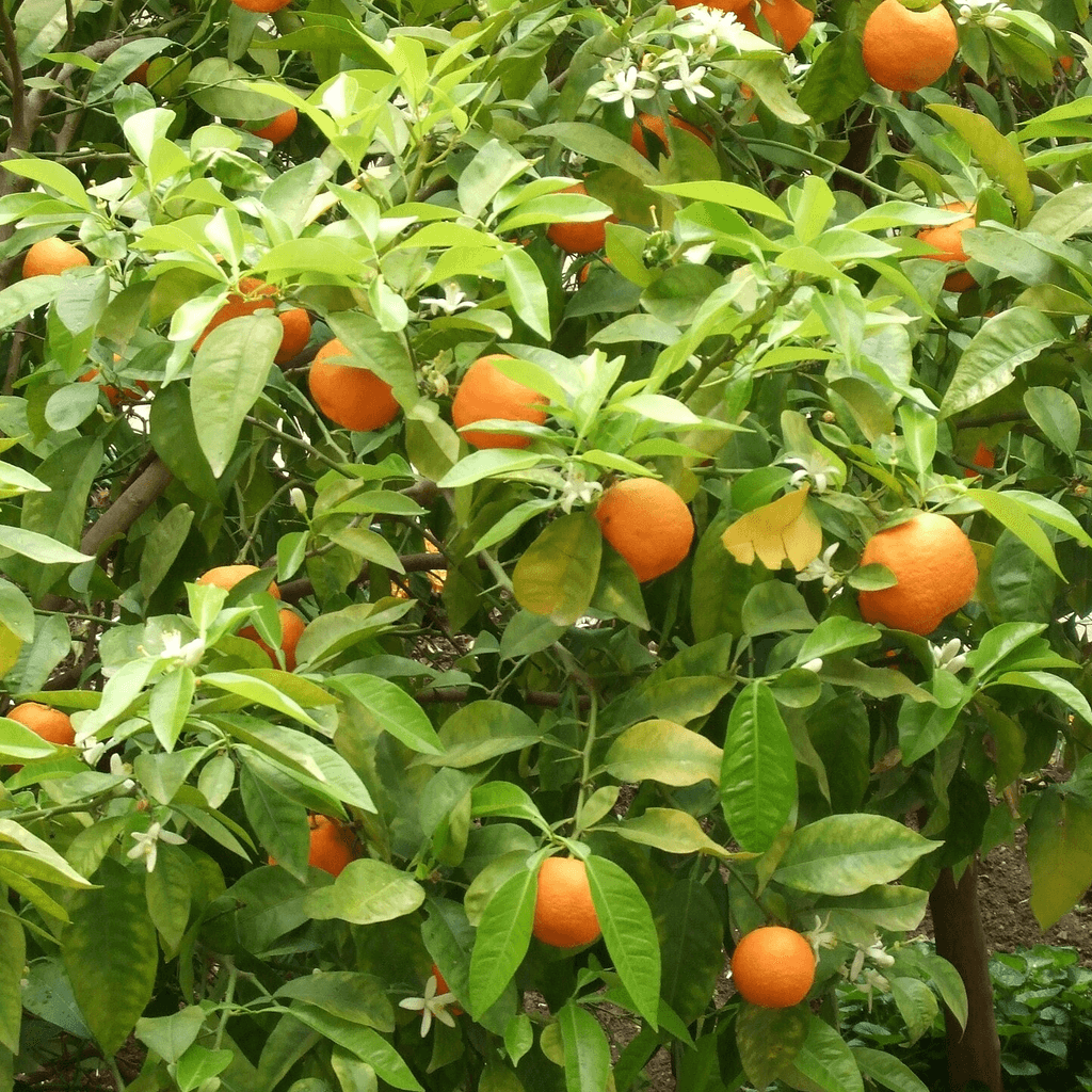 Naranja amarga